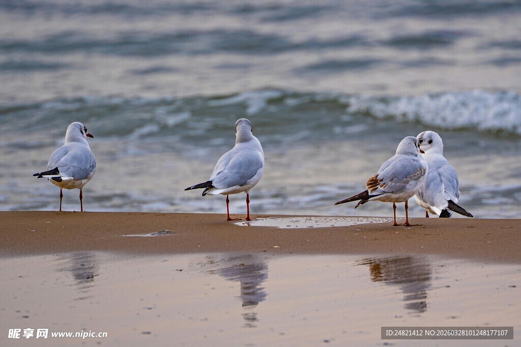 海滩上的几只海鸥