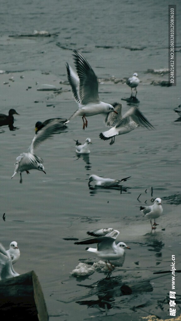 海面上飞翔嬉戏的群鸥