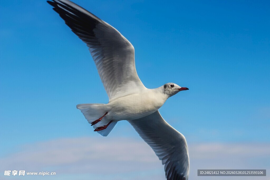 蓝天中翱翔的海鸥