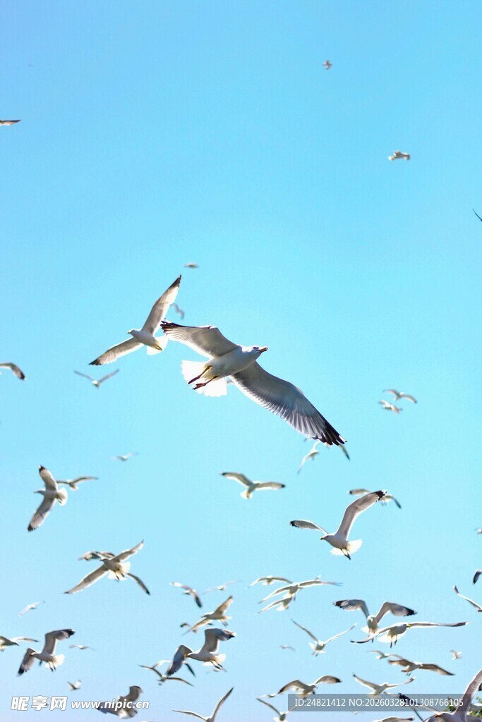 群鸟翱翔蓝天