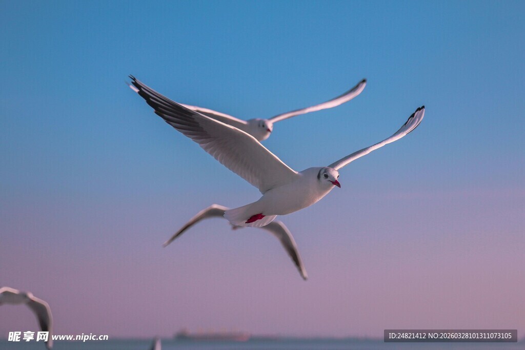 海鸥翱翔于天际