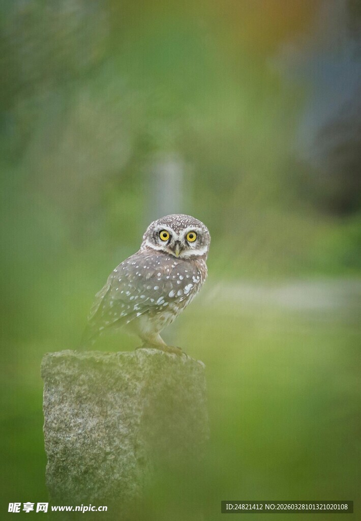 石上呆萌猫头鹰
