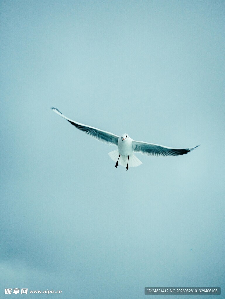 蓝天翱翔的海鸥