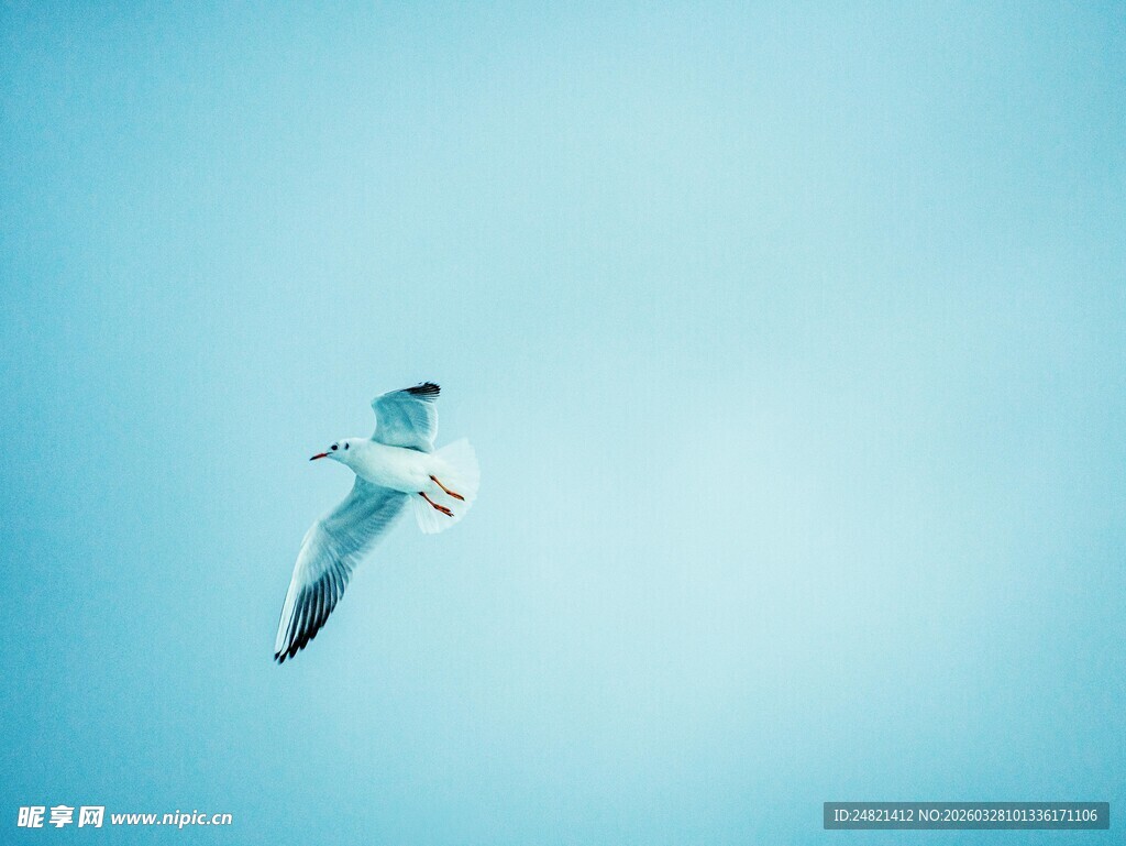 蓝天中翱翔的白色海鸥