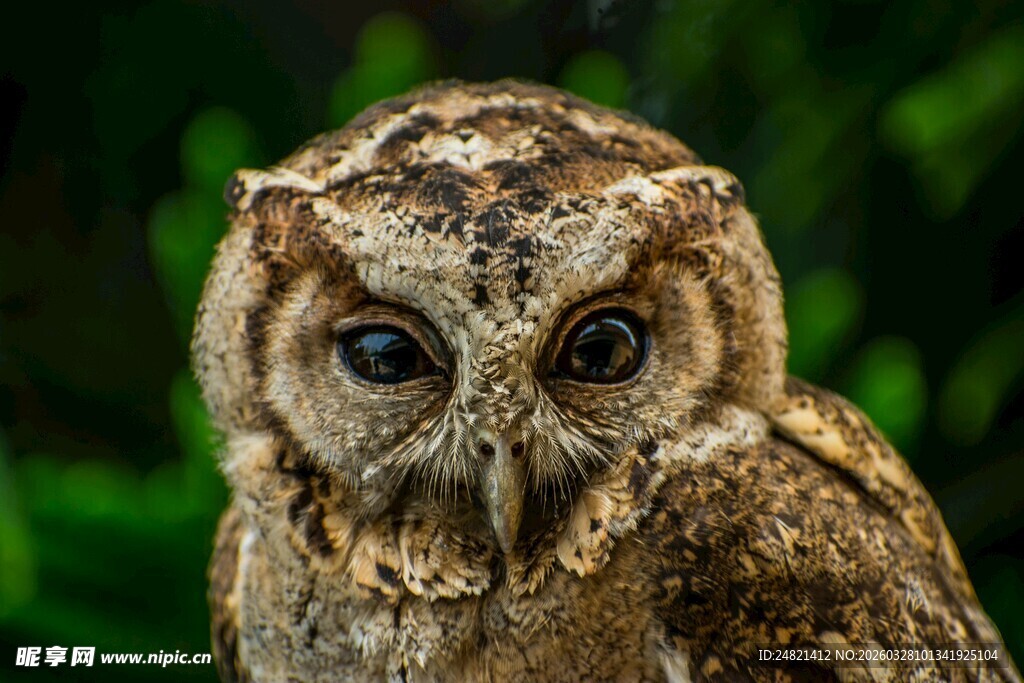 呆萌猫头鹰特写