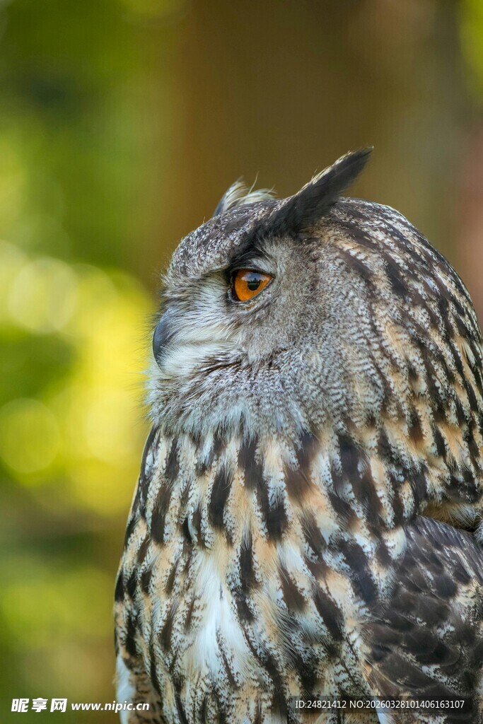 猫头鹰特写