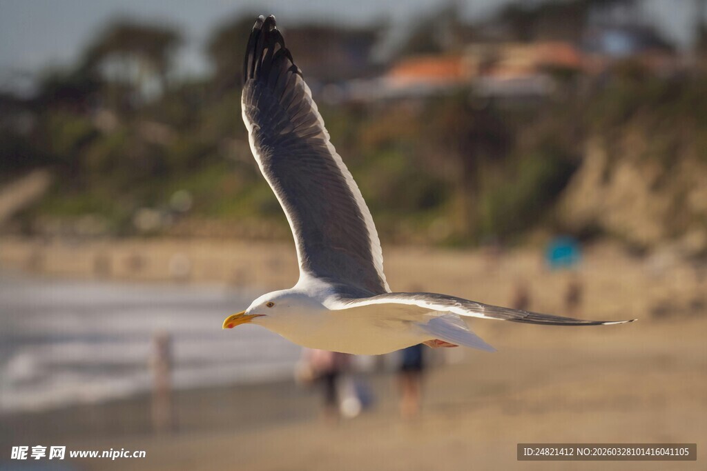 海鸥于海滩上空展翅飞翔