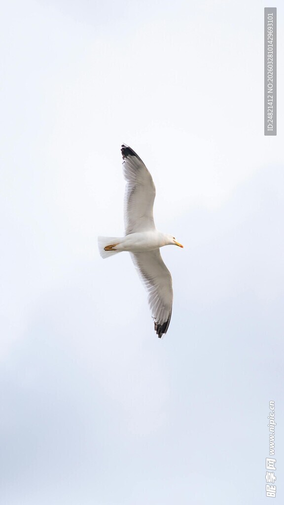 天空中翱翔的海鸥