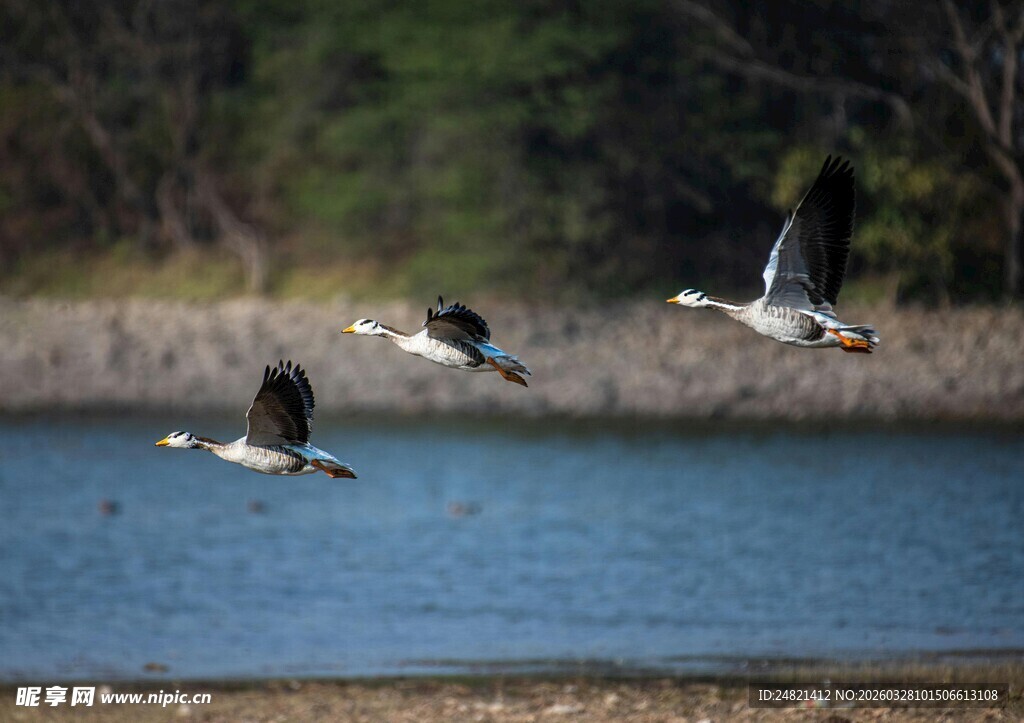 湖畔飞鸟展翅翱翔
