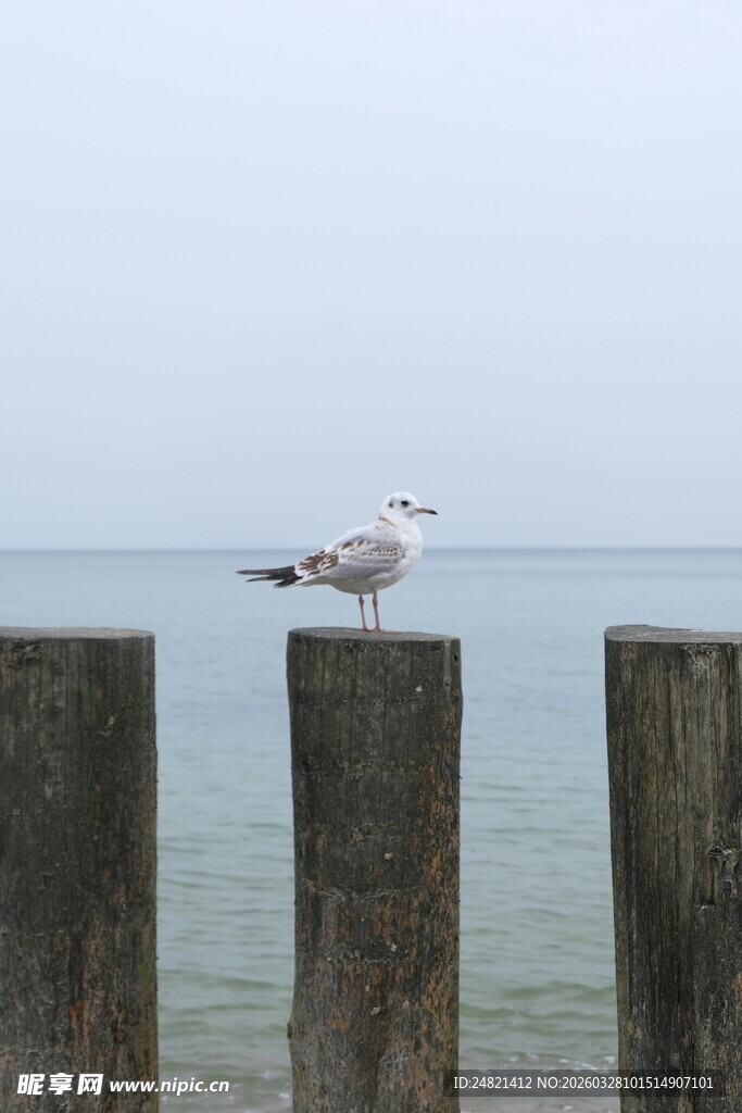 海鸥立于海边木桩