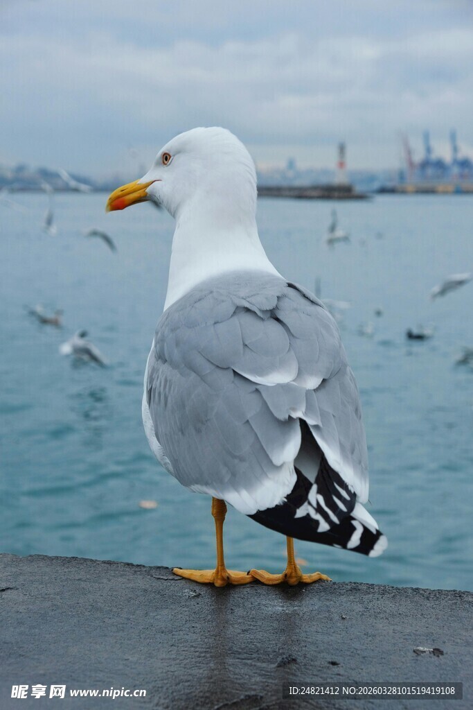海边单只海鸥独立景致