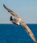 海鸥翱翔于蔚蓝海面