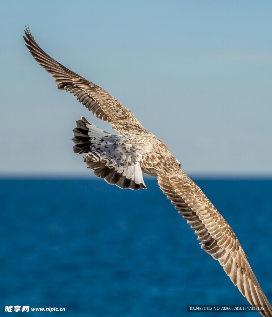 海鸥翱翔于蔚蓝海面