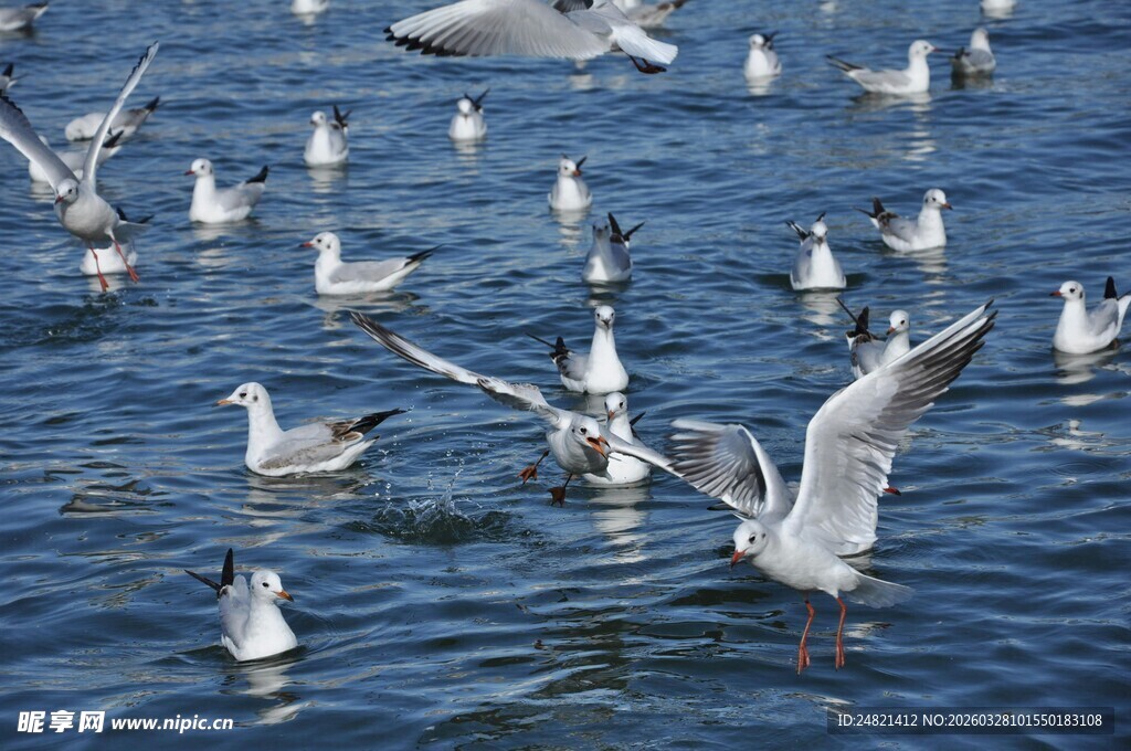 海面上群鸥飞舞的美丽景象