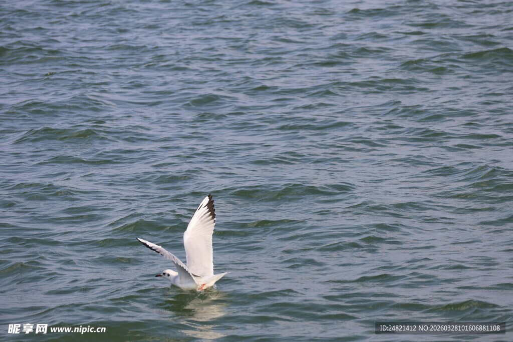 海鸥水中展翅