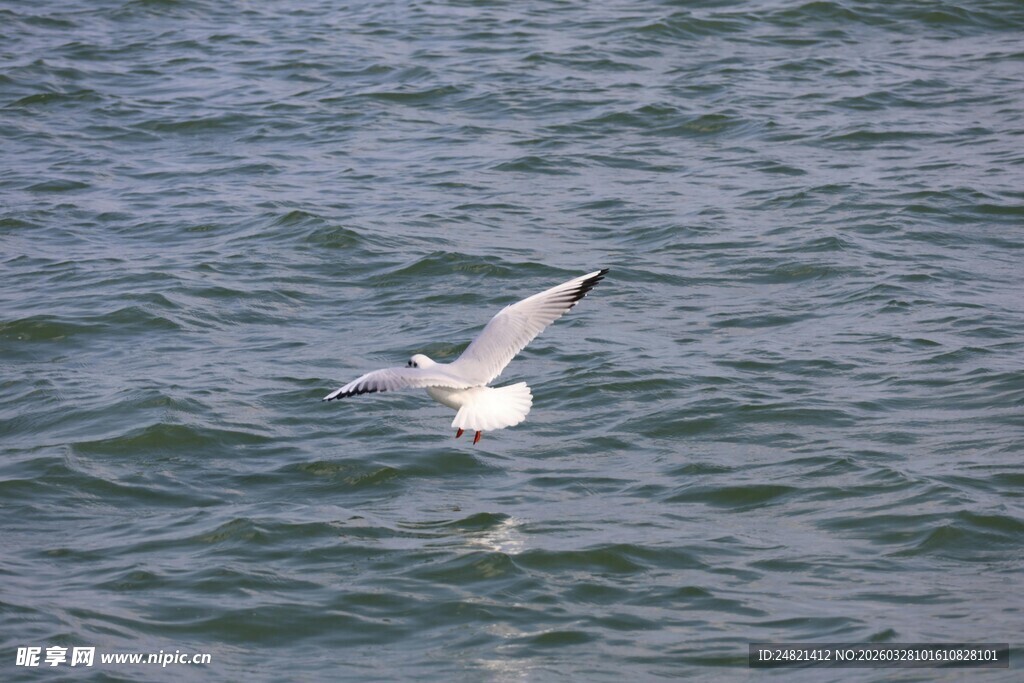 海鸥于水面展翅飞翔