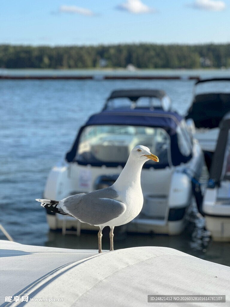 海鸥立于游艇船头