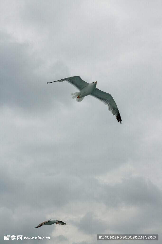 天空中飞翔的海鸥