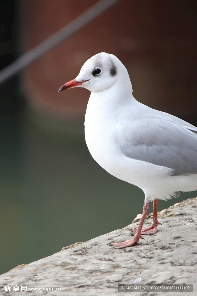 岩石上的白海鸥