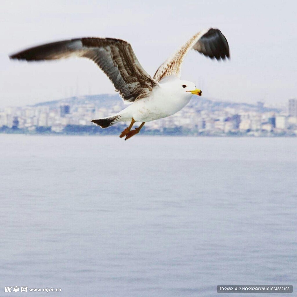 飞翔的海鸥与城市海景