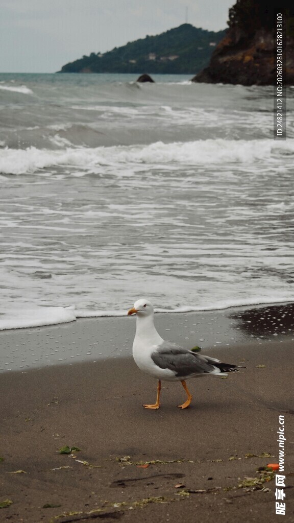海滩上的两只海鸥