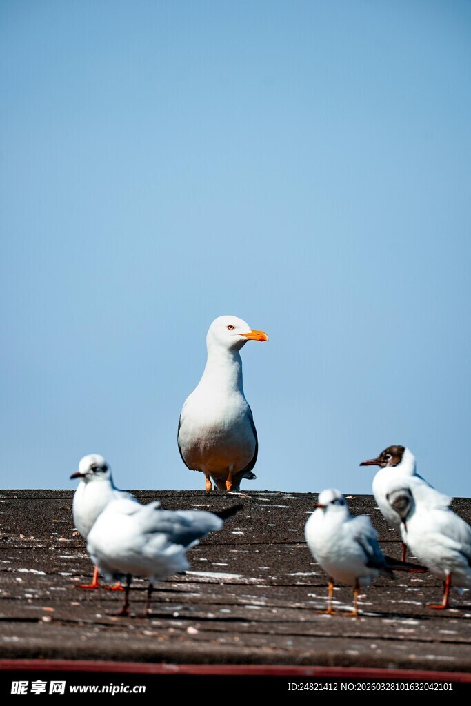 屋顶上的几只海鸥