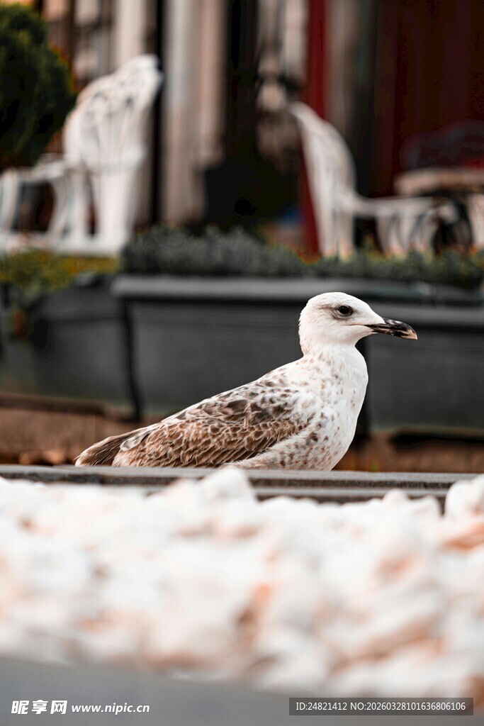 水边休憩的海鸥