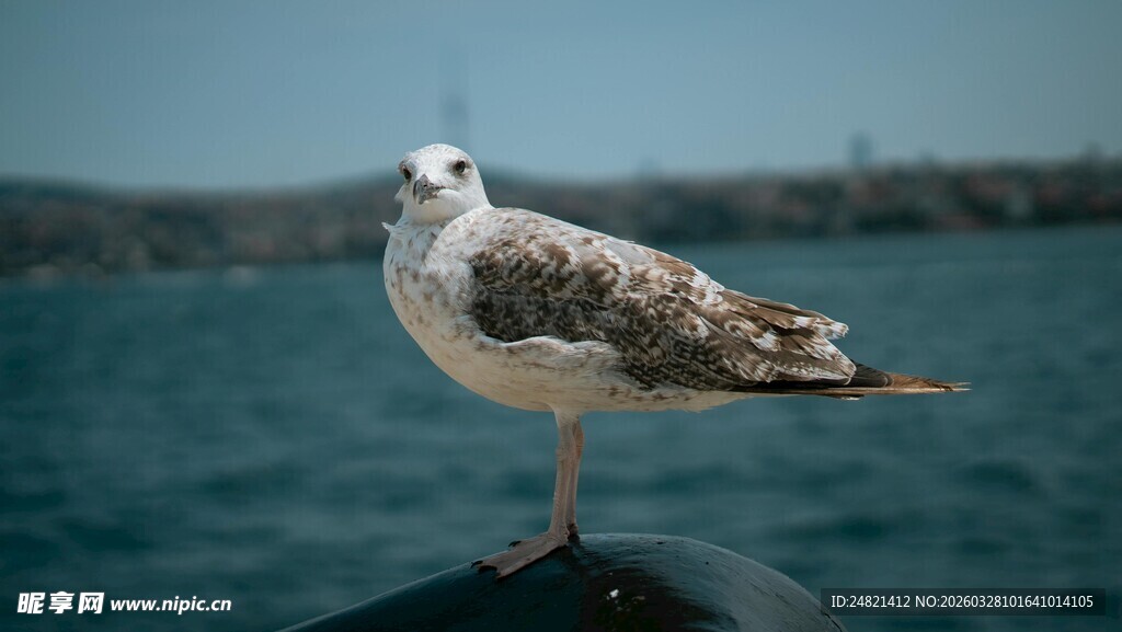 海鸥立于水边岩石