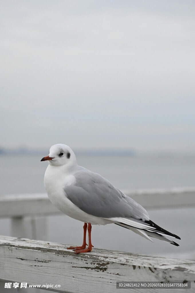 海边栏杆上的单只海鸥