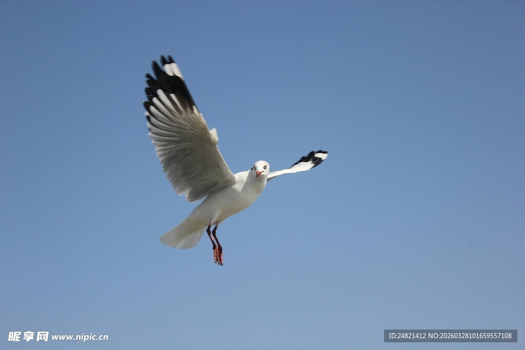 翱翔蓝天的海鸥