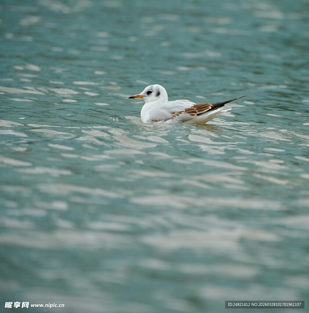 水中嬉戏的优雅海鸥