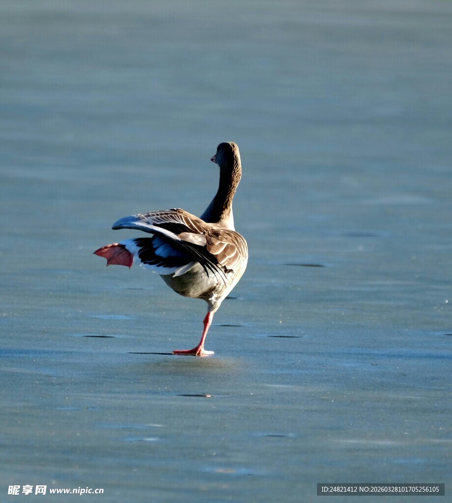 冰上独舞的灰鹅