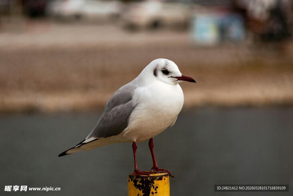 海鸥立于黄杆上