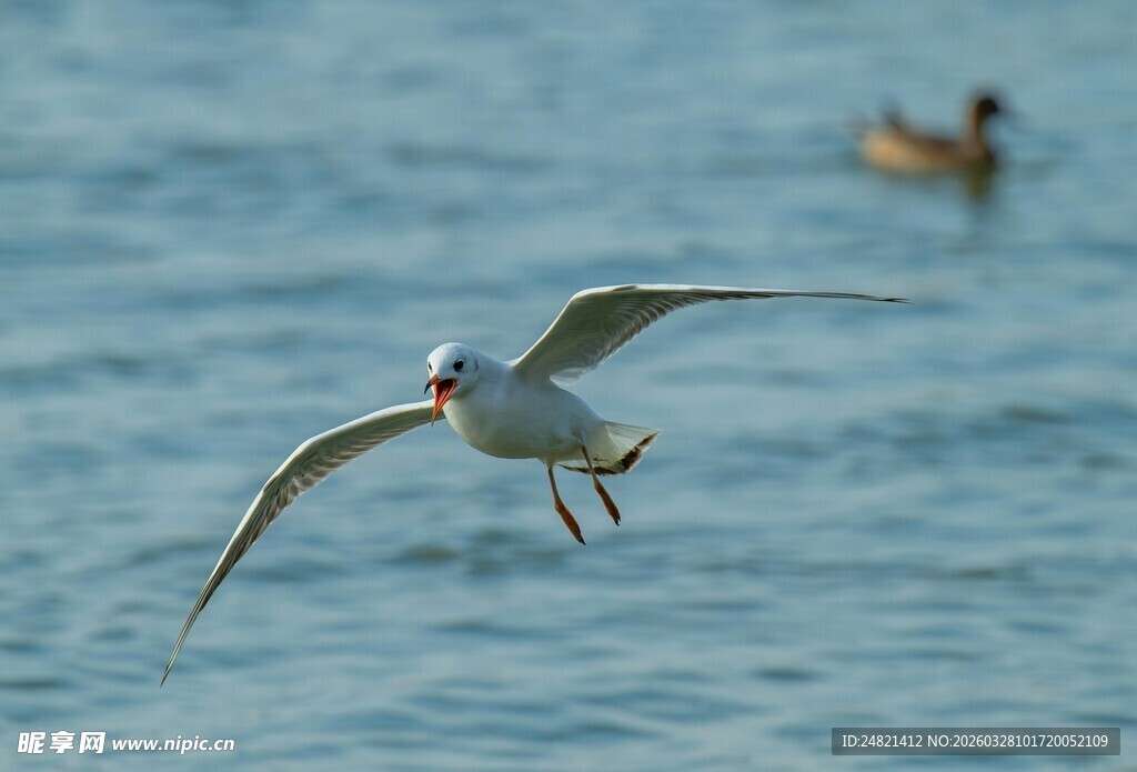 海面上飞翔的海鸥