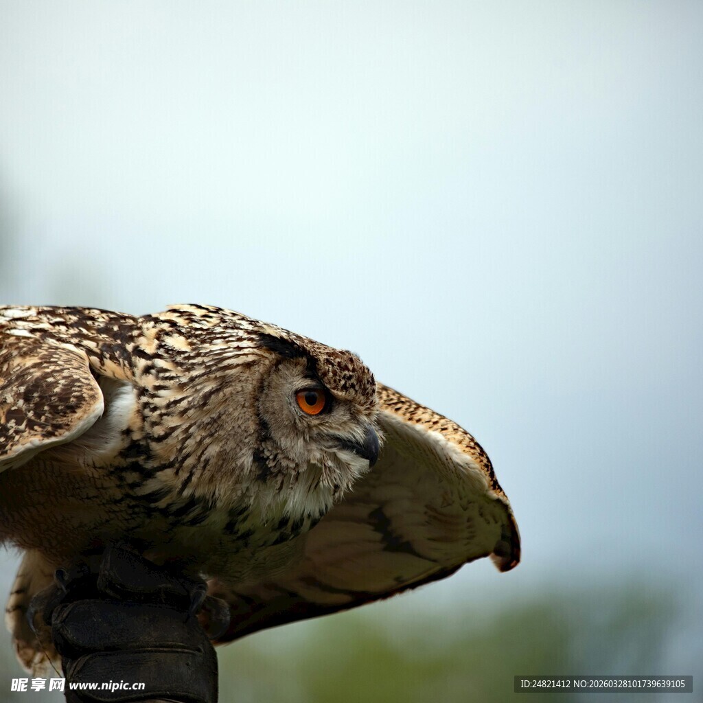 猫头鹰展翅特写