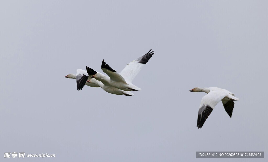 空中翱翔的美丽候鸟