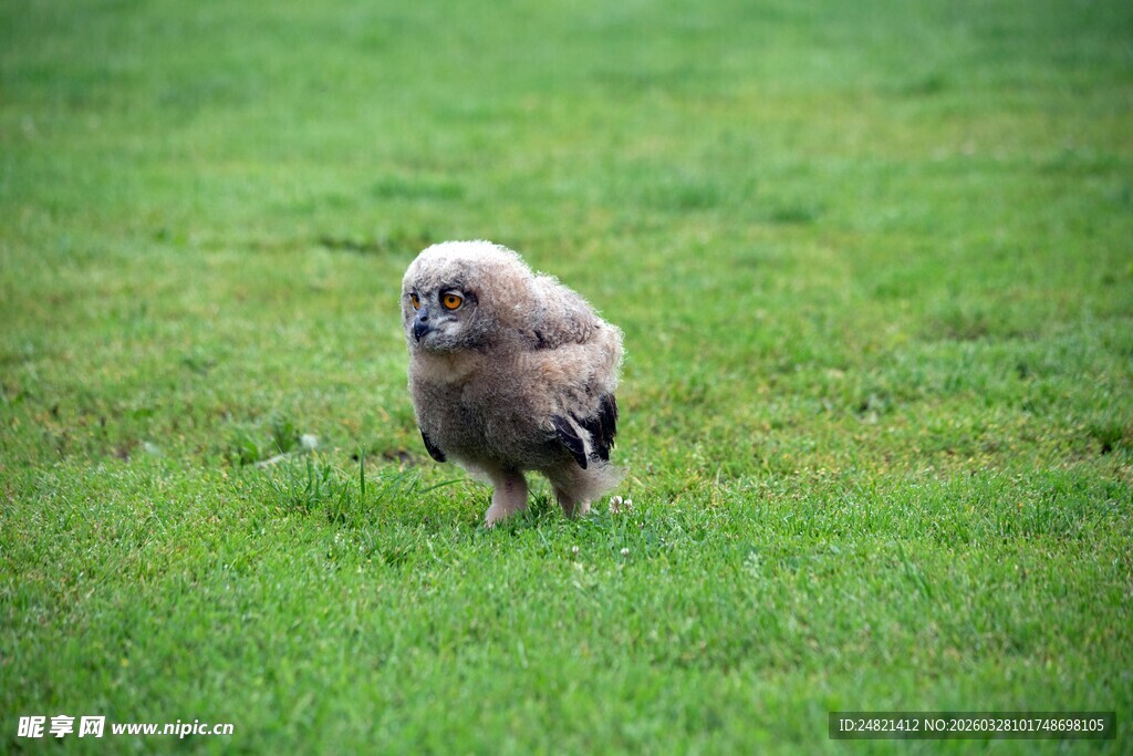 草地上的毛茸茸小鸟