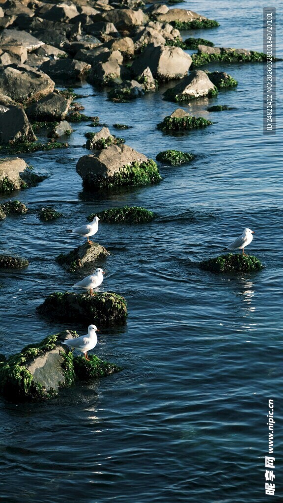 海边礁石上栖息的海鸟
