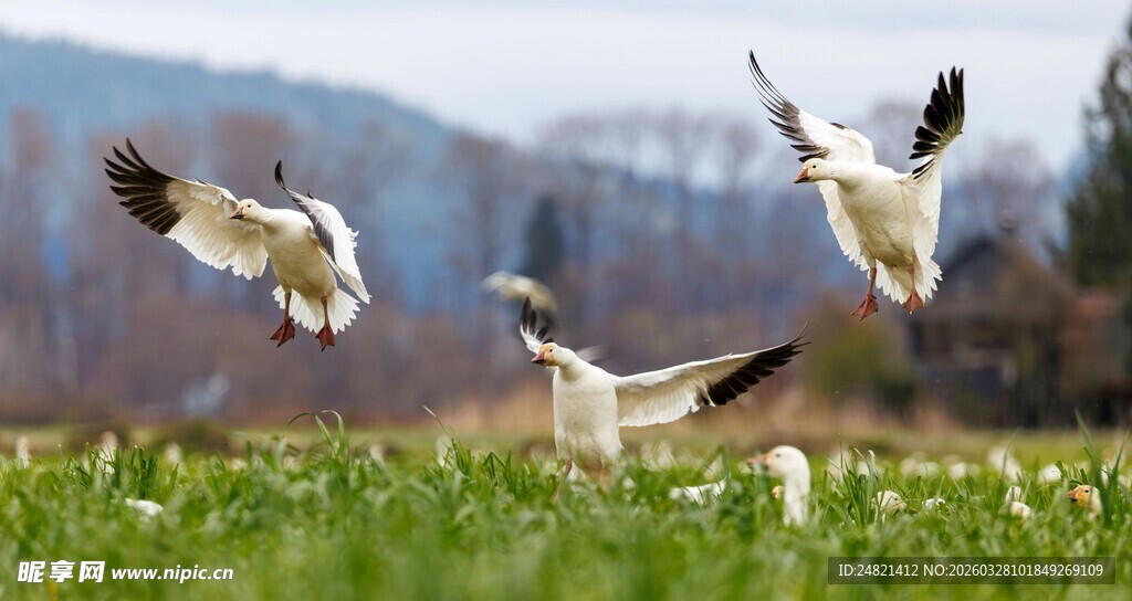 田野上展翅飞翔的鸟儿