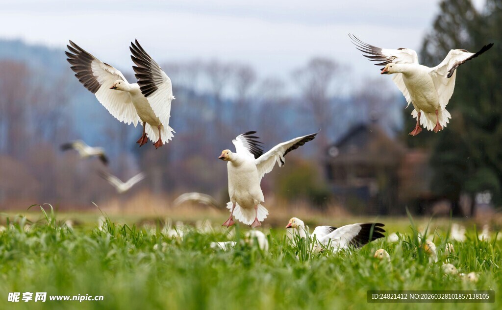 群鸟于绿野之上展翅飞翔