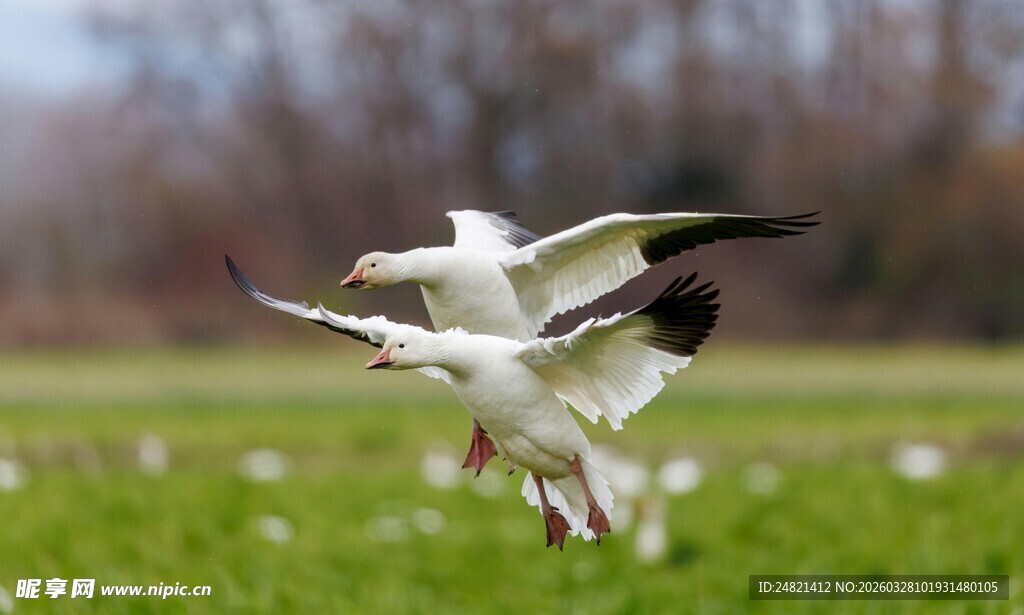 白鸟于绿野间展翅飞翔
