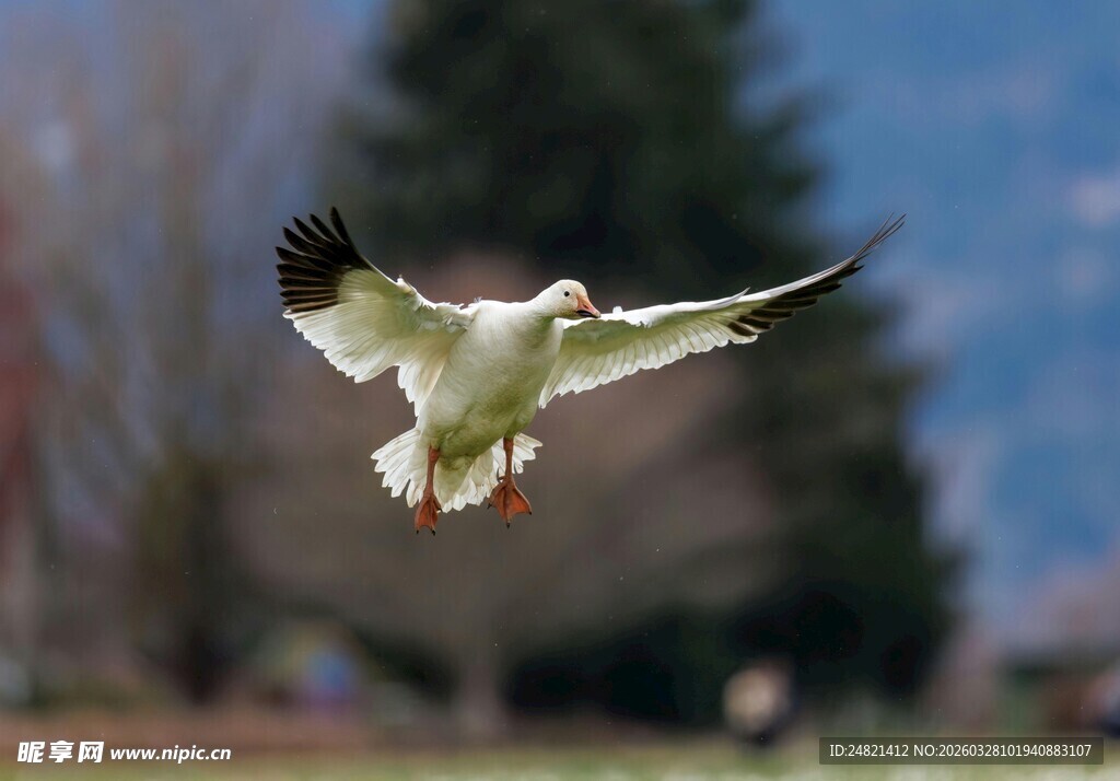展翅飞翔的白鸟
