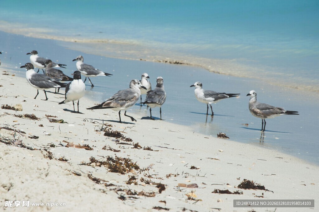 沙滩上的群鸥