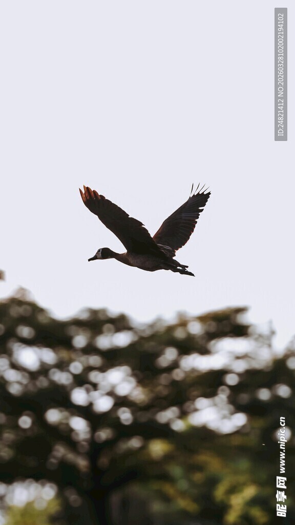 飞鸟翱翔于绿树之上