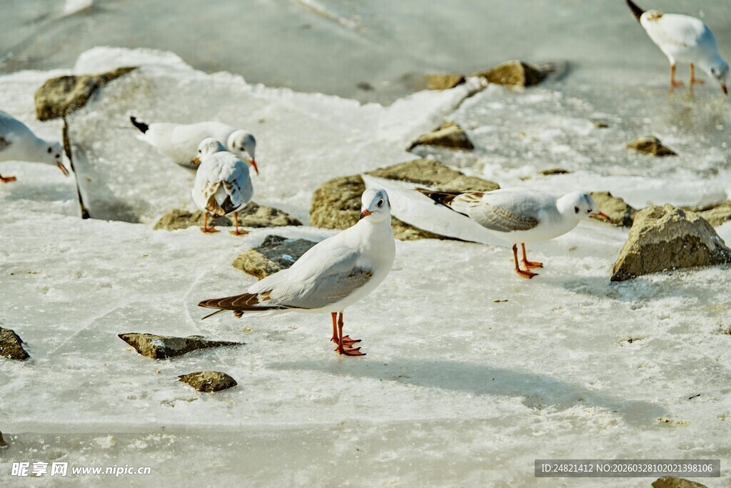 雪地中的海鸥与杂物