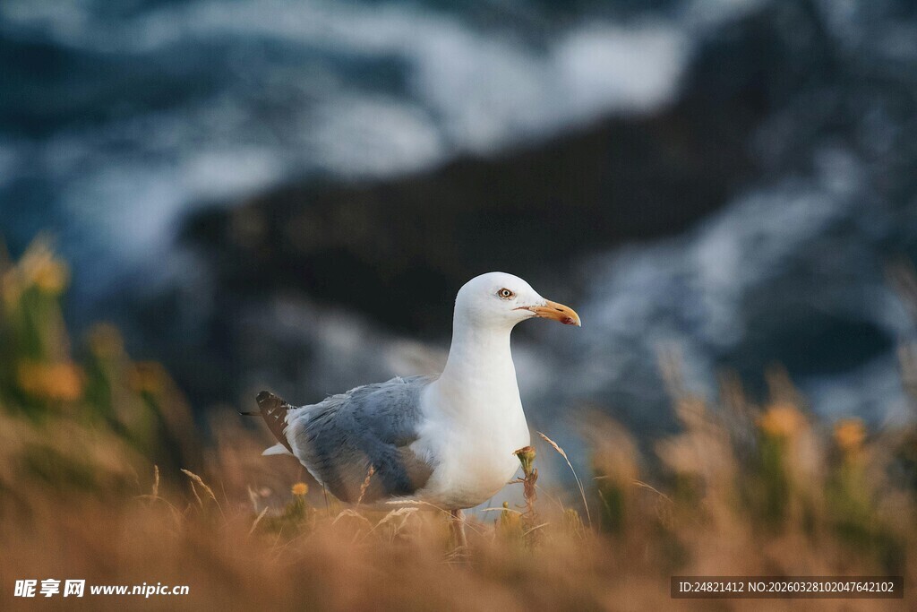 海边草地的孤独海鸥