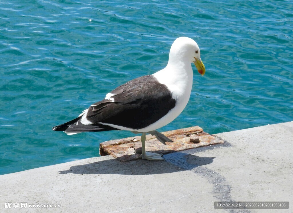 海边石上站立的黑白海鸥