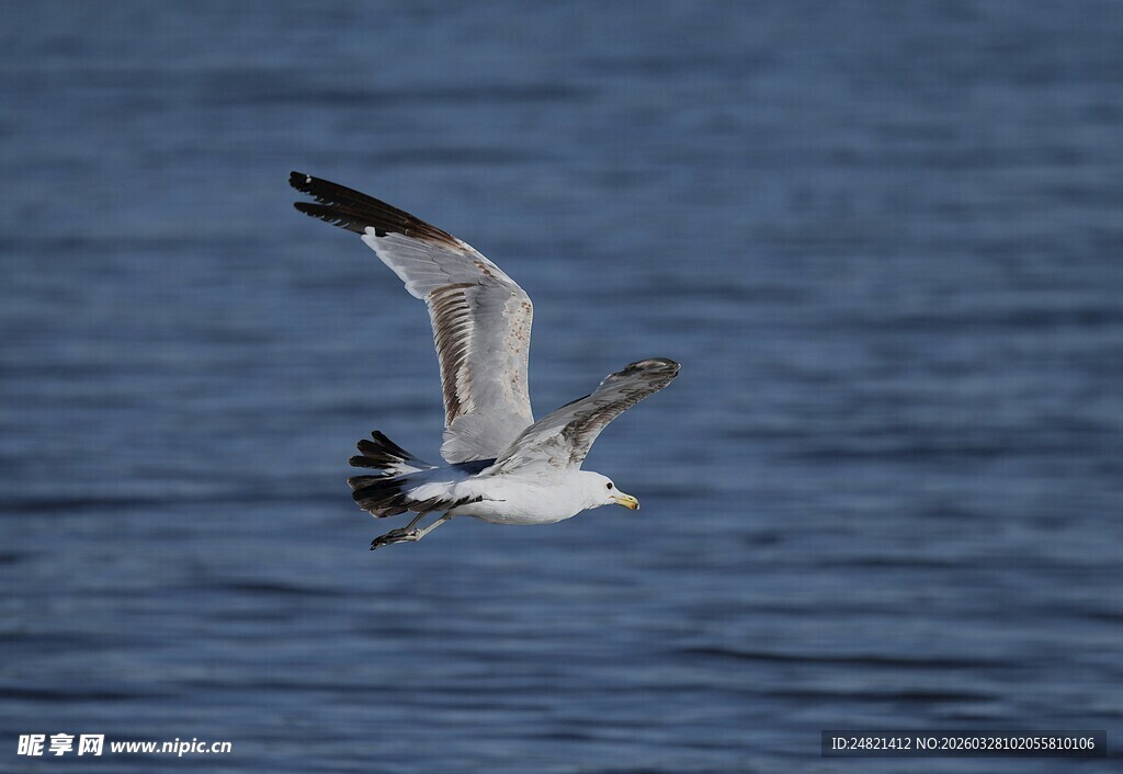海鸥于海面翱翔