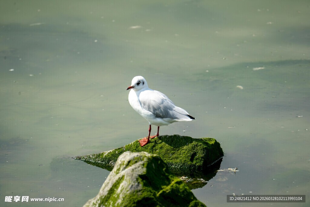 海鸥立于覆绿礁石之上