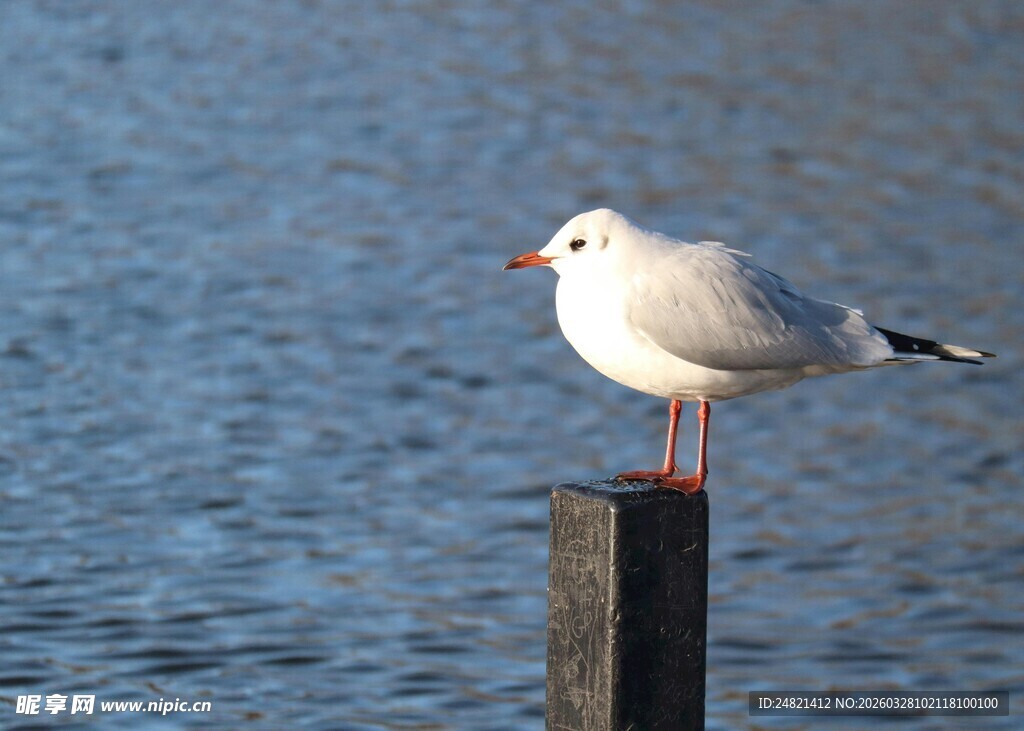 海鸥立于木桩眺望水面